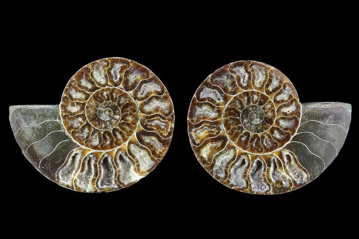 Cut & Polished Ammonite Fossil - Agatized #88211